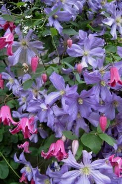 Prince Charles Clematis - 1 Gallon Pot 15 Prince Charles Clematis - 1 Gallon Pot -Garden Outdoor Plant Store clematis prince charles 6