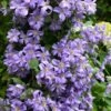Prince Charles Clematis - 1 Gallon Pot 2 Prince Charles Clematis - 1 Gallon Pot -Garden Outdoor Plant Store clematis prince charles 7