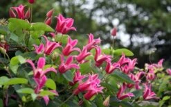 Princess Diana Clematis - 1 Gallon Pot -Garden Outdoor Plant Store clematis princess diana 1