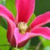 Princess Diana Clematis - 1 Gallon Pot -Garden Outdoor Plant Store clematis princess diana 2