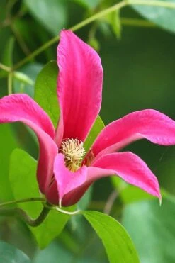 Princess Diana Clematis - 1 Gallon Pot -Garden Outdoor Plant Store clematis princess diana 3