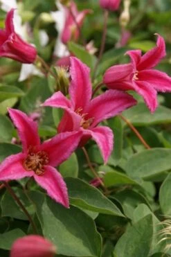 Princess Diana Clematis - 1 Gallon Pot -Garden Outdoor Plant Store clematis princess diana 4
