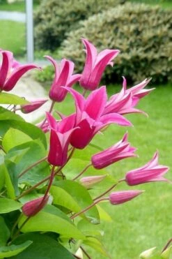 Princess Diana Clematis - 1 Gallon Pot -Garden Outdoor Plant Store clematis princess diana 5