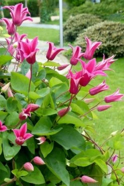 Princess Diana Clematis - 1 Gallon Pot -Garden Outdoor Plant Store clematis princess diana 6