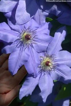 Ramona Clematis - 1 Gallon Pot 13 Ramona Clematis - 1 Gallon Pot -Garden Outdoor Plant Store clematis ramona 15
