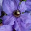 Ramona Clematis - 1 Gallon Pot 1 Ramona Clematis - 1 Gallon Pot -Garden Outdoor Plant Store clematis ramona 19