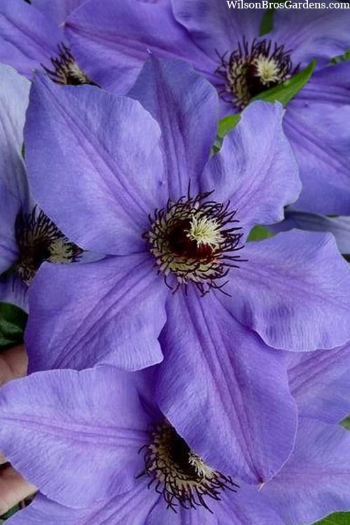 Ramona Clematis - 1 Gallon Pot 3 Ramona Clematis - 1 Gallon Pot