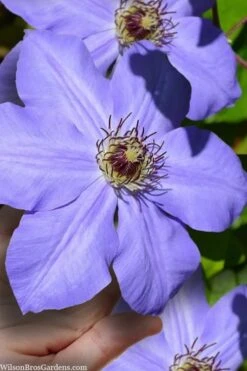 Ramona Clematis - 1 Gallon Pot 15 Ramona Clematis - 1 Gallon Pot -Garden Outdoor Plant Store clematis ramona 9