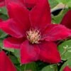 Rebecca Clematis - 1 Gallon Pot 2 Rebecca Clematis - 1 Gallon Pot -Garden Outdoor Plant Store clematis rebecca 11