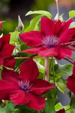 Rebecca Clematis - 1 Gallon Pot -Garden Outdoor Plant Store clematis rebecca 4