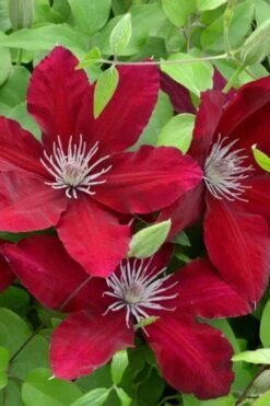 Rebecca Clematis - 1 Gallon Pot -Garden Outdoor Plant Store clematis rebecca 5