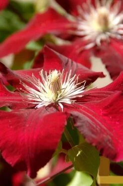 Rebecca Clematis - 1 Gallon Pot -Garden Outdoor Plant Store clematis rebecca 6