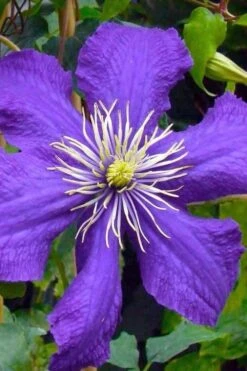 Rhapsody Clematis - 1 Gallon Pot -Garden Outdoor Plant Store clematis rhapsody 3