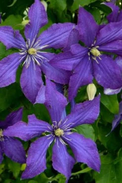 Rhapsody Clematis - 1 Gallon Pot -Garden Outdoor Plant Store clematis rhapsody 4