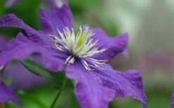 Rhapsody Clematis - 1 Gallon Pot -Garden Outdoor Plant Store clematis rhapsody 5