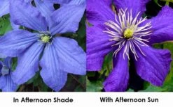 Rhapsody Clematis - 1 Gallon Pot -Garden Outdoor Plant Store clematis rhapsody 9