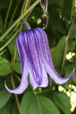 Roguchi Clematis - 1 Gallon Pot 12 Roguchi Clematis - 1 Gallon Pot -Garden Outdoor Plant Store clematis roguchi 10