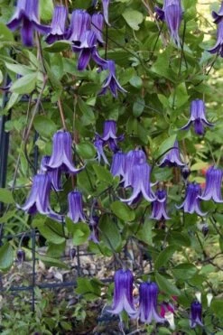 Roguchi Clematis - 1 Gallon Pot 11 Roguchi Clematis - 1 Gallon Pot -Garden Outdoor Plant Store clematis roguchi 11