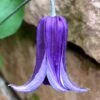 Roguchi Clematis - 1 Gallon Pot -Garden Outdoor Plant Store clematis roguchi 16
