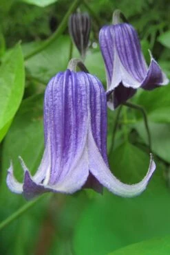 Roguchi Clematis - 1 Gallon Pot 13 Roguchi Clematis - 1 Gallon Pot -Garden Outdoor Plant Store clematis roguchi 6