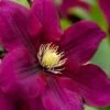 Rosemoor Clematis - 1 Gallon Pot 2 Rosemoor Clematis - 1 Gallon Pot -Garden Outdoor Plant Store clematis rosemoor 4