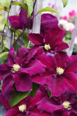 Rosemoor Clematis - 1 Gallon Pot -Garden Outdoor Plant Store clematis rosemoor 6