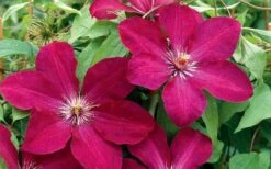 Rouge Cardinal Clematis - 1 Gallon Pot -Garden Outdoor Plant Store clematis rouge cardinal 2