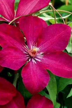 Rouge Cardinal Clematis - 1 Gallon Pot -Garden Outdoor Plant Store clematis rouge cardinal 3