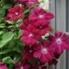 Rouge Cardinal Clematis - 1 Gallon Pot -Garden Outdoor Plant Store clematis rouge cardinal 7