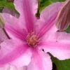 Sally Clematis - 1 Gallon Pot 2 Sally Clematis - 1 Gallon Pot -Garden Outdoor Plant Store clematis sally 21