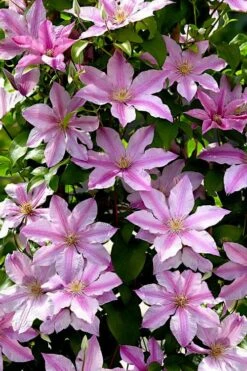 Sally Clematis - 1 Gallon Pot 12 Sally Clematis - 1 Gallon Pot -Garden Outdoor Plant Store clematis sally 22