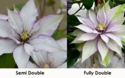 Samaritan Jo Clematis - 1 Gallon Pot -Garden Outdoor Plant Store clematis samaritan jo 8