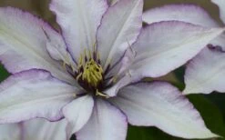 Samaritan Jo Clematis - 1 Gallon Pot -Garden Outdoor Plant Store clematis samaritan joe 1
