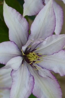 Samaritan Jo Clematis - 1 Gallon Pot -Garden Outdoor Plant Store clematis samaritan joe 2