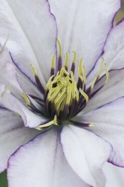 Samaritan Jo Clematis - 1 Gallon Pot -Garden Outdoor Plant Store clematis samaritan joe 4