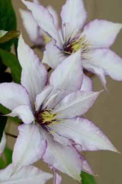Samaritan Jo Clematis - 1 Gallon Pot -Garden Outdoor Plant Store clematis samaritan joe 5