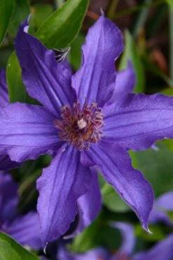 Sapphire Indigo Clematis - 3 Gallon Pot 15 Sapphire Indigo Clematis - 3 Gallon Pot -Garden Outdoor Plant Store clematis sapphire indigo 1