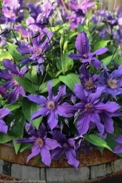Sapphire Indigo Clematis - 1 Gallon Pot 13 Sapphire Indigo Clematis - 1 Gallon Pot -Garden Outdoor Plant Store clematis sapphire indigo 4 1