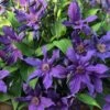 Sapphire Indigo Clematis - 3 Gallon Pot 1 Sapphire Indigo Clematis - 3 Gallon Pot -Garden Outdoor Plant Store clematis sapphire indigo 4