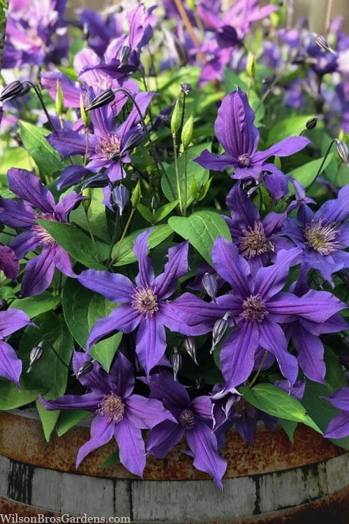Sapphire Indigo Clematis - 3 Gallon Pot 3 Sapphire Indigo Clematis - 3 Gallon Pot