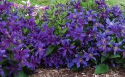 Sapphire Indigo Clematis - 3 Gallon Pot 12 Sapphire Indigo Clematis - 3 Gallon Pot -Garden Outdoor Plant Store clematis sapphire indigo 7