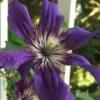 Sapphire Indigo Clematis - 1 Gallon Pot 2 Sapphire Indigo Clematis - 1 Gallon Pot -Garden Outdoor Plant Store clematis sapphire indigo 9 1