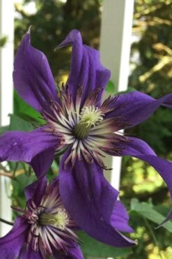 Sapphire Indigo Clematis - 3 Gallon Pot 13 Sapphire Indigo Clematis - 3 Gallon Pot -Garden Outdoor Plant Store clematis sapphire indigo 9
