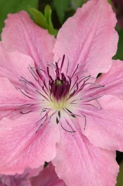 Sarah Elizabeth Clematis - 1 Gallon Pot 12 Sarah Elizabeth Clematis - 1 Gallon Pot -Garden Outdoor Plant Store clematis sarah elizabeth 3