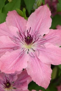Sarah Elizabeth Clematis - 1 Gallon Pot 15 Sarah Elizabeth Clematis - 1 Gallon Pot -Garden Outdoor Plant Store clematis sarah elizabeth 4