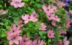 Sarah Elizabeth Clematis - 1 Gallon Pot 13 Sarah Elizabeth Clematis - 1 Gallon Pot -Garden Outdoor Plant Store clematis sarah elizabeth 5
