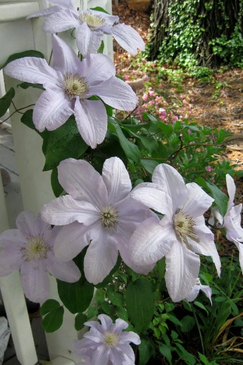 Silver Moon Clematis - 1 Gallon Pot 6 Silver Moon Clematis - 1 Gallon Pot - Image 4