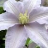 Silver Moon Clematis - 1 Gallon Pot -Garden Outdoor Plant Store clematis silver moon 6