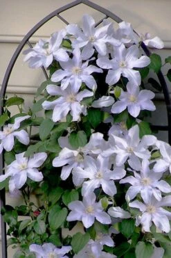 Silver Moon Clematis - 1 Gallon Pot 11 Silver Moon Clematis - 1 Gallon Pot -Garden Outdoor Plant Store clematis silver moon 7