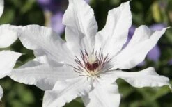 Snow Queen Clematis - 1 Gallon Pot -Garden Outdoor Plant Store clematis snow queen 3